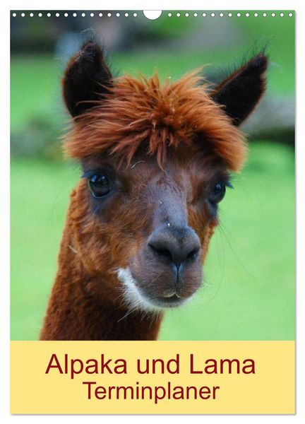 Produktbild: Alpaka und Lama Terminplaner (Wandkalender 2026 DIN A3 hoch), CALVENDO Monatskalender