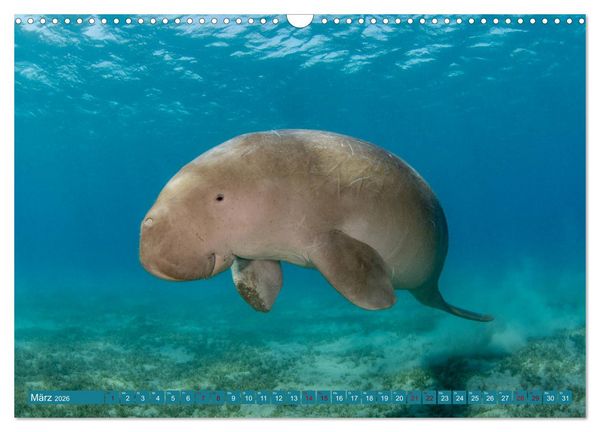 Produktbild: Tauchen, Fische und Meer (Wandkalender 2026 DIN A3 quer), CALVENDO Monatskalender