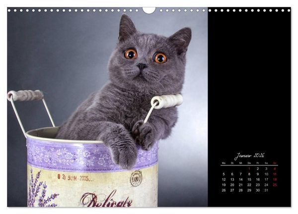 Produktbild: Britisch Kurzhaar Katzen (Wandkalender 2026 DIN A3 quer), CALVENDO Monatskalender