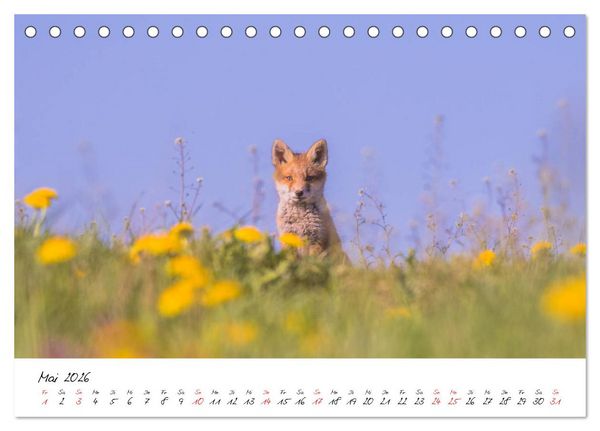 Produktbild: Fuchs entdeckt - im Naturparadies der Mecklenburgischen Seenplatte (Tischkalender 2026 DIN A5 quer), CALVENDO Monatskalender
