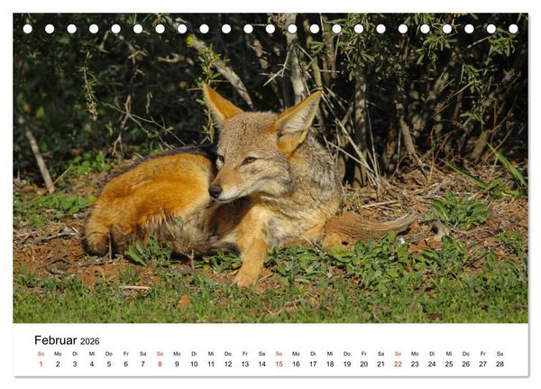 Produktbild: S&uuml;dafrika - Eine beeindruckende Tierwelt (Tischkalender 2026 DIN A5 quer), CALVENDO Monatskalender