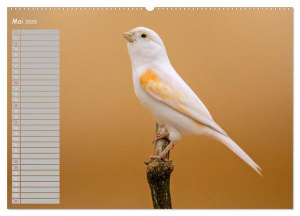 Produktbild: Kanarienv&ouml;gel - Bunte Welt (hochwertiger Premium Wandkalender 2026 DIN A2 quer), Kunstdruck in Hochglanz