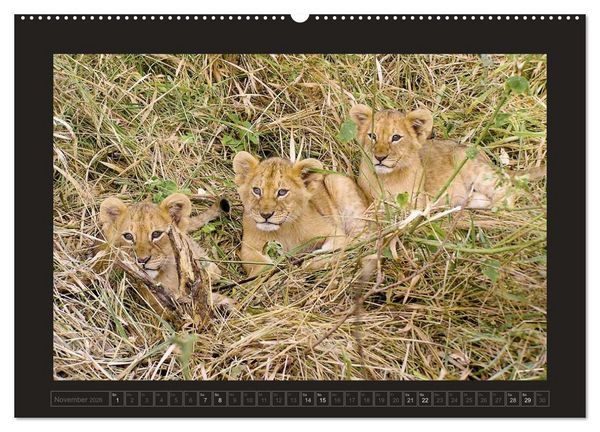 Produktbild: Kenia (hochwertiger Premium Wandkalender 2026 DIN A2 quer), Kunstdruck in Hochglanz