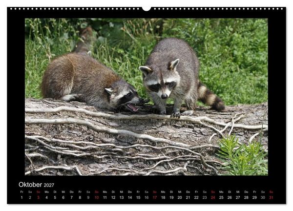 Produktbild: Waschb&auml;ren (hochwertiger Premium Wandkalender 2027 DIN A2 quer), Kunstdruck in Hochglanz