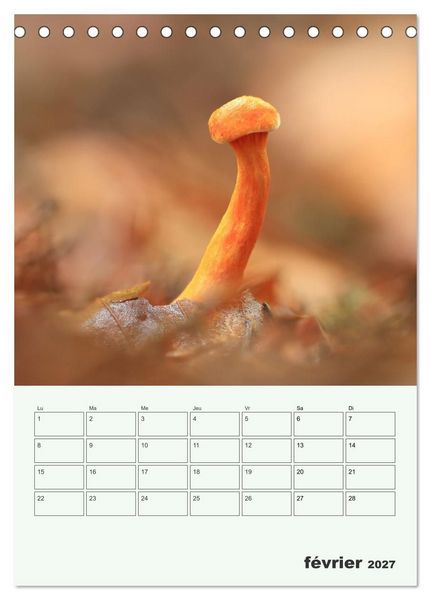Produktbild: Champignons magiques - Beaut&eacute;s &eacute;ph&eacute;m&egrave;res (Calendrier de bureau 2027 DIN A5 horizontal), CALVENDO calendrier mensuel