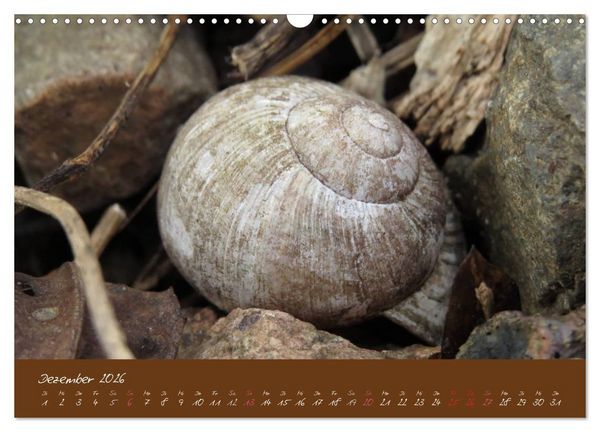 Produktbild: Ganz langsam im Schneckentempo durch's Jahr (Wandkalender 2026 DIN A3 quer), CALVENDO Monatskalender