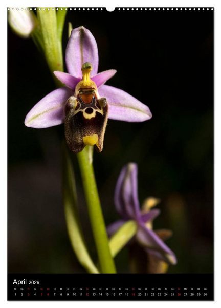 Produktbild: WILDBLUMEN (hochwertiger Premium Wandkalender 2026 DIN A2 hoch), Kunstdruck in Hochglanz