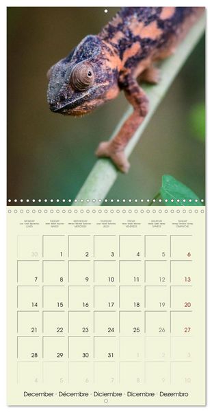 Produktbild: Les merveilles du monde les reptiles (Calendrier mural carr&eacute; 2026 30x30 cm) Calendrier double avec une page pour vos prises de notes