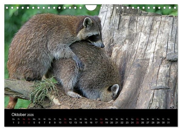 Produktbild: Waschb&auml;ren (Wandkalender 2026 DIN A4 quer), CALVENDO Monatskalender