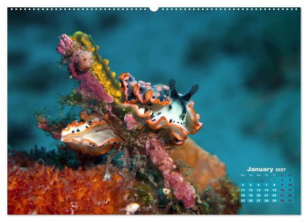 Produktbild: Oceans Alive - A World of Color and Diversity (Wall Calendar 2027 DIN A2 landscape), CALVENDO 12 Month Wall Calendar