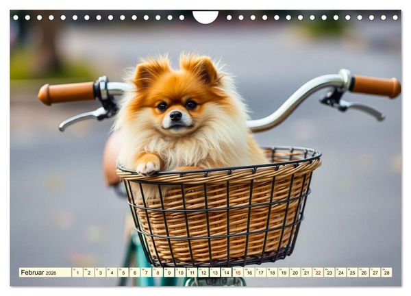 Produktbild: Tausendsassa - Pomeranian (Wandkalender 2026 DIN A4 quer), CALVENDO Monatskalender