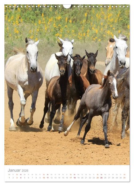 Produktbild: Caballos - Die sch&ouml;nen Pferde Spaniens (Wandkalender 2026 DIN A3 hoch), CALVENDO Monatskalender