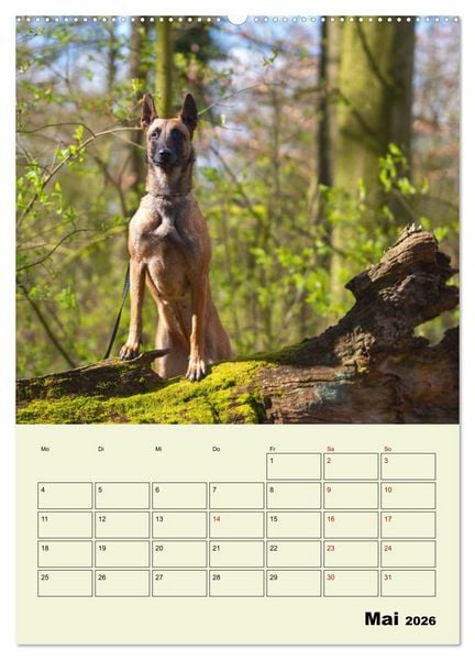 Produktbild: Malinois verl&auml;ssliche Begleiter (Wandkalender 2026 DIN A2 hoch), CALVENDO Monatskalender