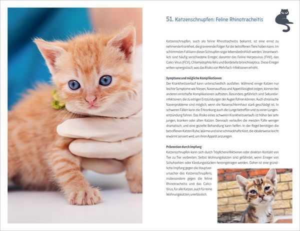 Produktbild: 101 Dinge, die man wissen muss, wenn ein Katzenbaby einzieht