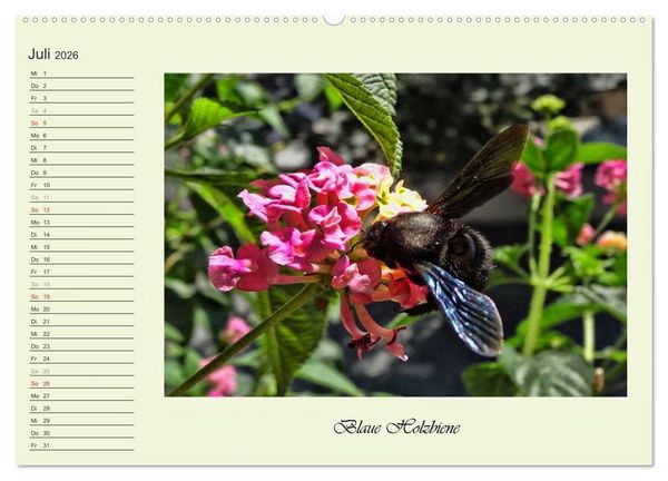Produktbild: Blaue Holzbiene &ndash; Hummel &ndash; und Taubenschw&auml;nzchen. (hochwertiger Premium Wandkalender 2026 DIN A2 quer), Kunstdruck in Hochglanz