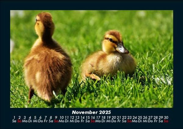 Produktbild: Enten 2025 Fotokalender DIN A5