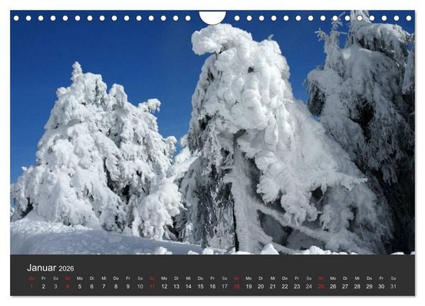 Produktbild: Alte B&auml;ume Alte Veteranen (Wandkalender 2026 DIN A4 quer), CALVENDO Monatskalender