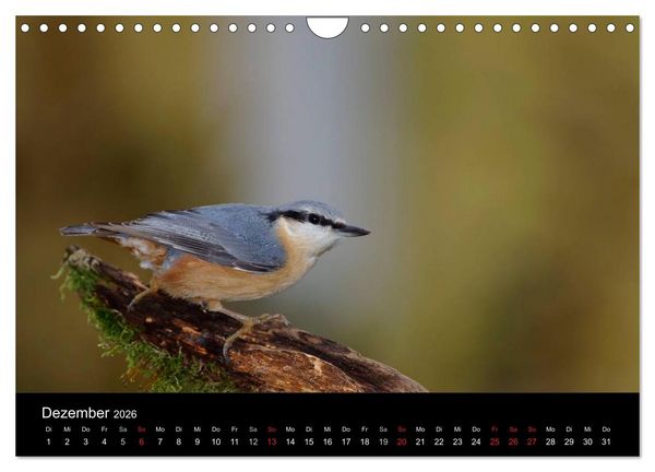 Produktbild: Singv&ouml;gel in Deutschland (Wandkalender 2026 DIN A4 quer), CALVENDO Monatskalender