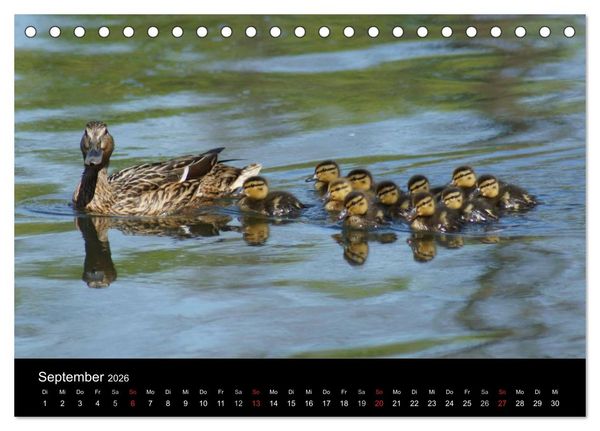 Produktbild: Die Kinderstube der Wasserv&ouml;gel (Tischkalender 2026 DIN A5 quer), CALVENDO Monatskalender