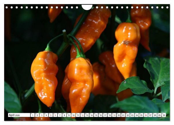 Produktbild: F&uuml;r Chili Liebhaber (Wandkalender 2026 DIN A4 quer), CALVENDO Monatskalender