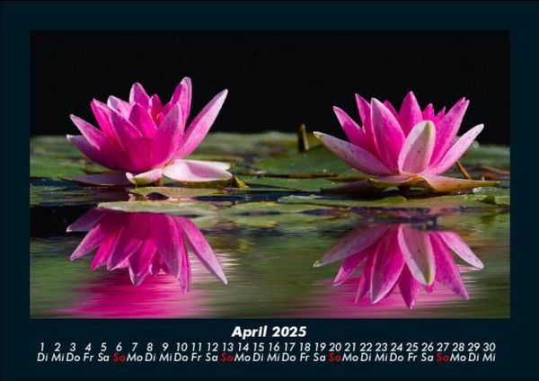 Produktbild: Rosentraum 2025 Fotokalender DIN A5