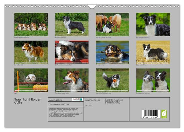 Produktbild: Traumhund Border Collie (Wandkalender 2026 DIN A3 quer), CALVENDO Monatskalender