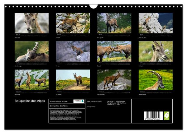 Produktbild: Bouquetins des Alpes (Calendrier mural 2026 DIN A3 vertical), CALVENDO calendrier mensuel