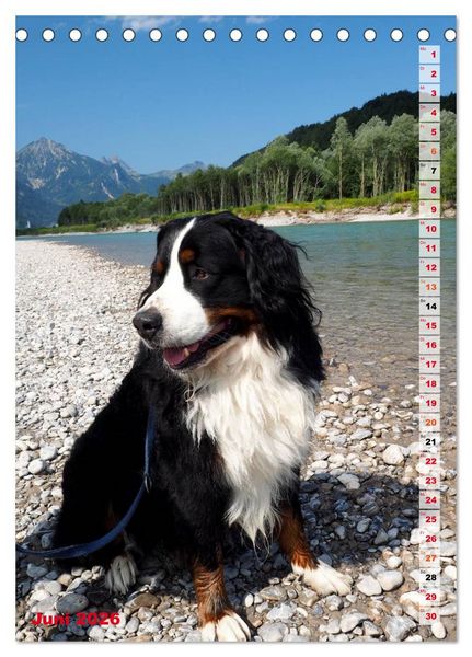 Produktbild: B&Auml;R - Der Berner Sennenhund (Tischkalender 2026 DIN A5 hoch), CALVENDO Monatskalender