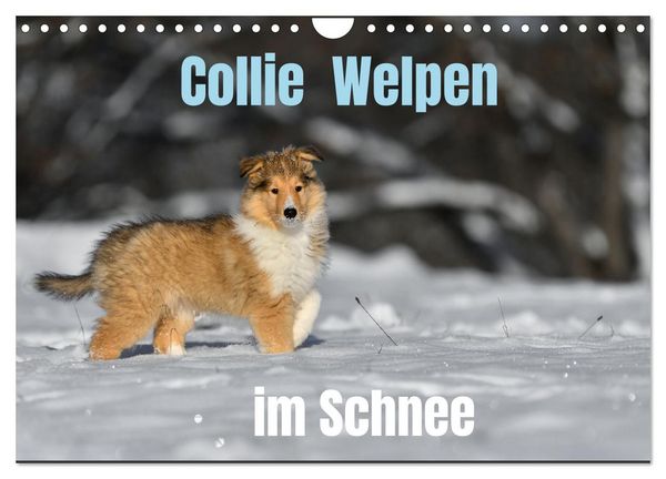 Produktbild: Collie Welpen im Schnee (Wandkalender 2026 DIN A4 quer), CALVENDO Monatskalender