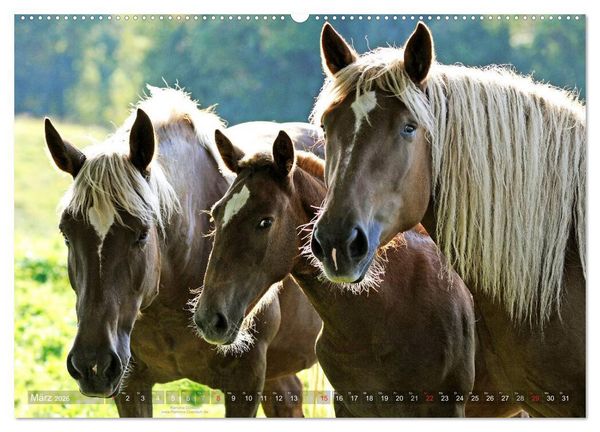 Produktbild: Faszination Kaltblut (Wandkalender 2026 DIN A2 quer), CALVENDO Monatskalender