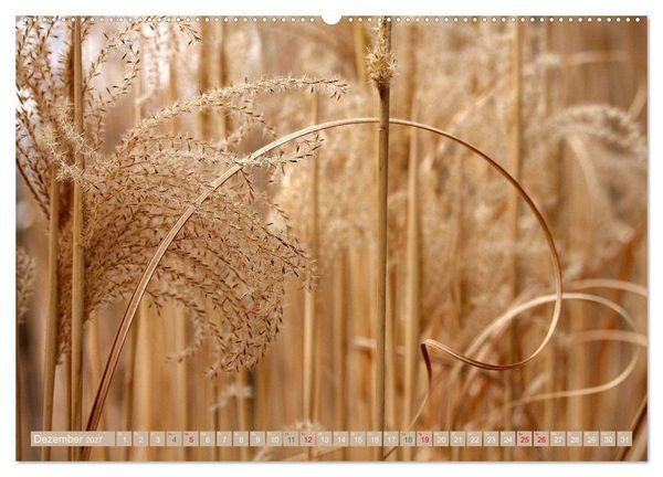 Produktbild: Faszinierende Pflanzenwelt (hochwertiger Premium Wandkalender 2027 DIN A2 quer), Kunstdruck in Hochglanz