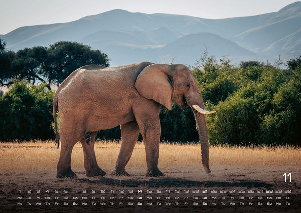 Produktbild: Elefanten - einzigartige Giganten - 2027 - Kalender DIN A2