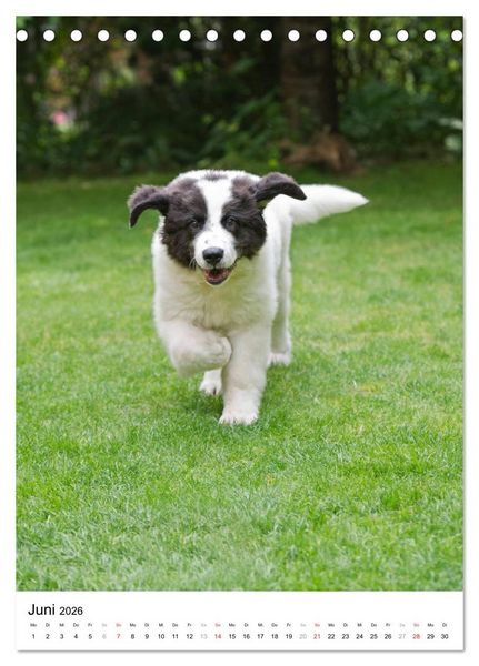 Produktbild: Kleine und gro&szlig;e Hundekinder 2026 (Tischkalender 2026 DIN A5 hoch), CALVENDO Monatskalender