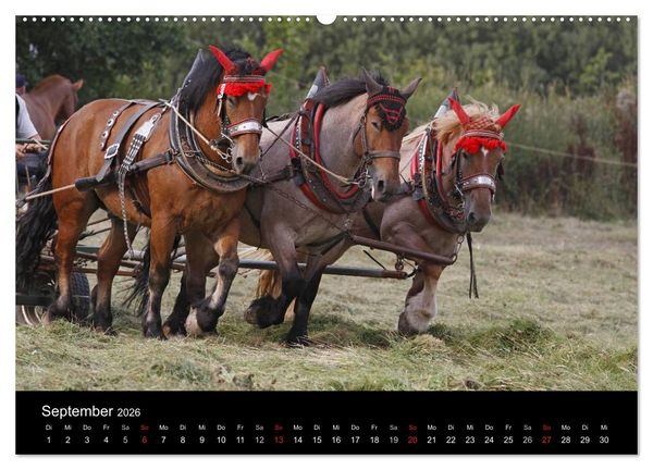Produktbild: Starke Pferde bei der Arbeit (Wandkalender 2026 DIN A2 quer), CALVENDO Monatskalender