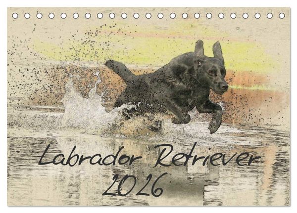 Produktbild: Labrador Retriever 2026 (Tischkalender 2026 DIN A5 quer), CALVENDO Monatskalender