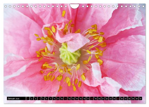 Produktbild: Mohnbl&uuml;ten-Portr&auml;ts (Wandkalender 2026 DIN A4 quer), CALVENDO Monatskalender
