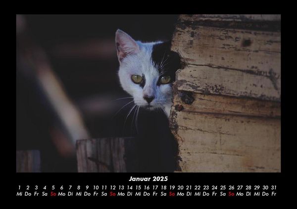 Produktbild: Welt der Tiere 2025 Fotokalender DIN A3