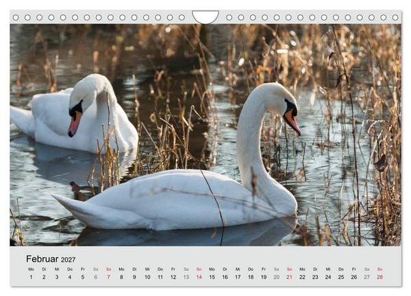 Produktbild: Mit dem Schwan durchs Jahr 2027 (Wandkalender 2027 DIN A4 quer), CALVENDO Monatskalender