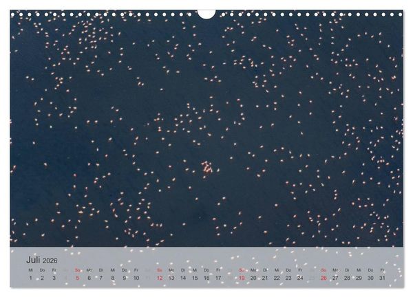 Produktbild: Flamingo Impressionen 2026 (Wandkalender 2026 DIN A3 quer), CALVENDO Monatskalender