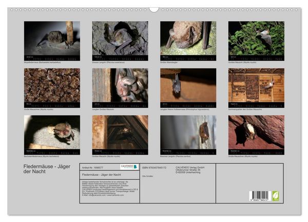 Produktbild: Flederm&auml;use - J&auml;ger der Nacht (Wandkalender 2026 DIN A2 quer), CALVENDO Monatskalender