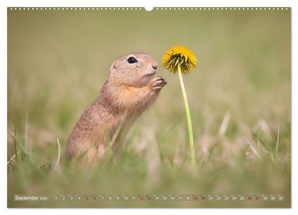 Produktbild: Zauberhafte Ziesel (hochwertiger Premium Wandkalender 2026 DIN A2 quer), Kunstdruck in Hochglanz
