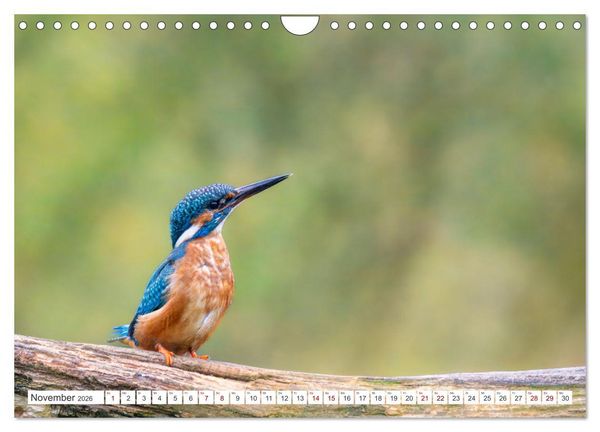 Produktbild: Der blaue Diamant - Fotos vom Eisvogel (Wandkalender 2026 DIN A4 quer), CALVENDO Monatskalender