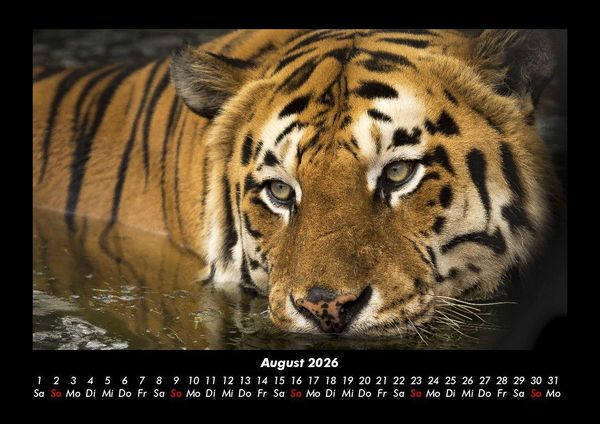 Produktbild: Tiger 2026 Fotokalender DIN A3