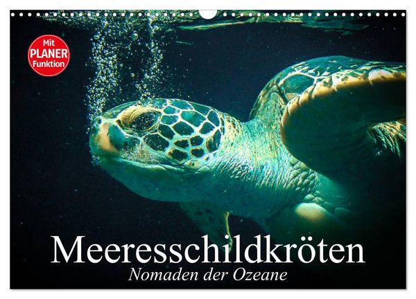 Produktbild: Meeresschildkr&ouml;ten. Nomaden der Ozeane (Wandkalender 2026 DIN A3 quer), CALVENDO Monatskalender