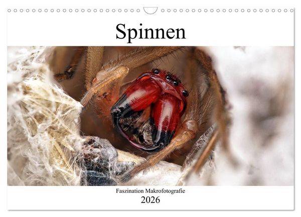 Produktbild: Faszination Makrofotografie: Spinnen (Wandkalender 2026 DIN A3 quer), CALVENDO Monatskalender