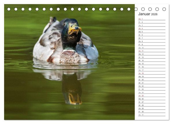 Produktbild: Emotionale Momente: Die Stockente. (Tischkalender 2026 DIN A5 quer), CALVENDO Monatskalender