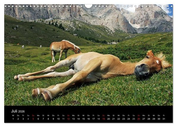 Produktbild: Wundersch&ouml;ne Haflingerwelt (Wandkalender 2026 DIN A3 quer), CALVENDO Monatskalender