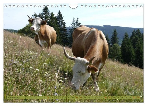 Produktbild: Schwarzwald-K&uuml;he - Die Hinterw&auml;lder (Wandkalender 2027 DIN A4 quer), CALVENDO Monatskalender