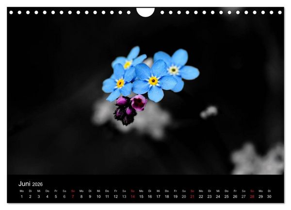 Produktbild: Farbtupfer (Wandkalender 2026 DIN A4 quer), CALVENDO Monatskalender