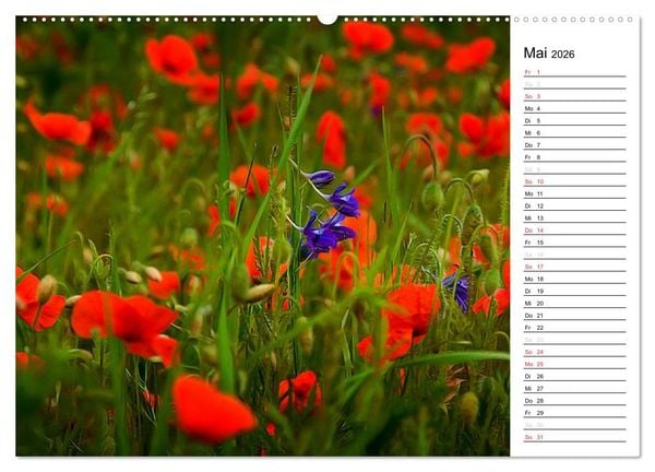 Produktbild: Ein Traum von Mohn (Wandkalender 2026 DIN A2 quer), CALVENDO Monatskalender
